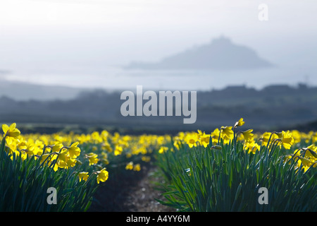 Giunchiglie in un campo presso la porta del castello con St Michael s montare nella distanza Cornovaglia Foto Stock