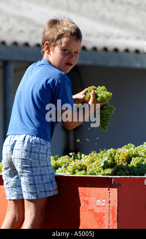 Ragazzo con grappolo di uva.Sud Africa RSA Foto Stock