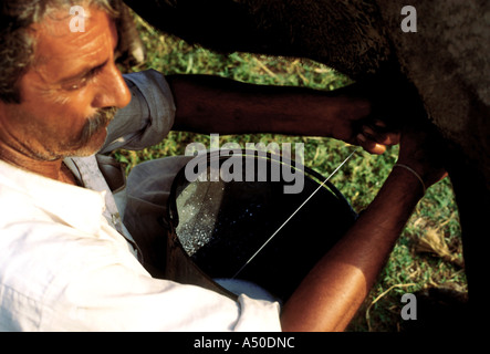 Un uomo di mungitura di un bufalo indiano Foto Stock