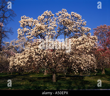 Piattino MAGNOLIA; CINESE MAGNOLIA (MAGNOLIA X SOULANGIANA) Foto Stock