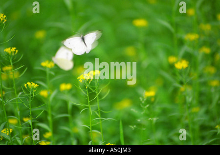 Un cavolo bianco / Farfalle farfalle volare in moto in un campo verde di fiori selvatici giallo / fiori selvatici Foto Stock