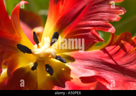 Un red parrot tulip flowerhead Foto Stock