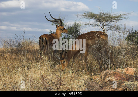 Impala (aepyceros melampus) Kenya Foto Stock