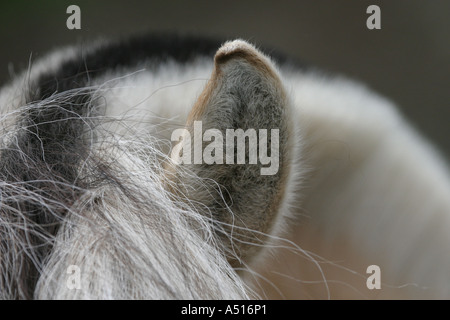 Close-up di orecchio del fiordo norvegese cavallo Foto Stock