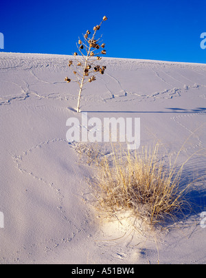 Yucca pianta che cresce in duna di sabbia Foto Stock