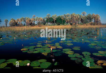 Okavango Delta zona umida di importanza internazionale Botswana Foto Stock