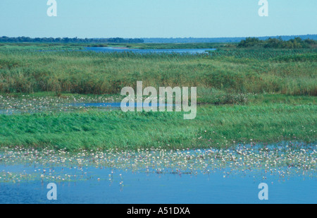 A nord di Shakawe Okavango Delta Botswana Foto Stock