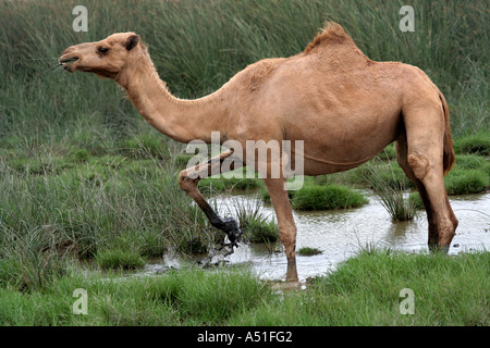 Khareef, Salalah , Oman, cammelli nella nebbia durante il piovoso o la stagione dei monsoni Foto Stock