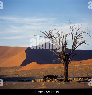 Albero morto in Hidden Vlei Soussesvlei Namibia Foto Stock