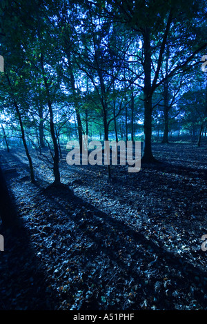 Bosco in serata nel Suffolk, Regno Unito Foto Stock