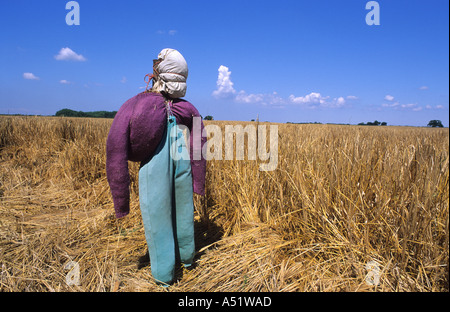 Lo spaventapasseri messo in campo per spaventare gli uccelli lontano dal campo di grano Yorkshire Regno Unito Foto Stock