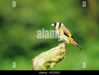 Un Cardellino (Carduelis carduelis) nel Regno Unito Foto Stock