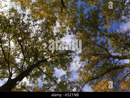 Alberi di pioppo a Beccles comune nel Regno Unito (Medium Format) Foto Stock