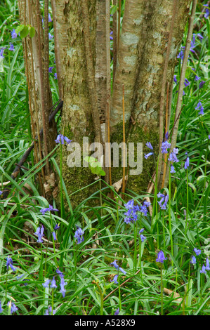 Inghilterra, Cumbria, Native Bluebell fiore in primavera una vista del gruppo di nativi bluebells fotografato nel bosco di Elterwater Foto Stock