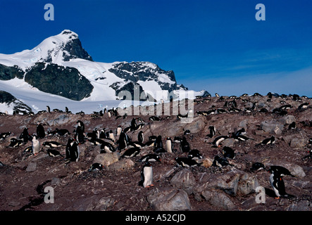 Gentoo penguin, pinguini di Gentoo, penguin, pinguini, Pygoscelis papua, de Cuverville Island, Penisola Antartica, Antartide Foto Stock