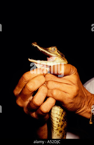 Uomo brasiliano, azienda, baby alligator, caimano, fiume puraquequara, a nord-est di Manaus, Amazon, Amazonas Stato, Brasile, Sud America Foto Stock