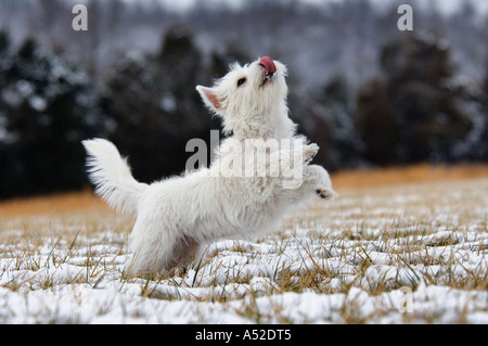 West Highland Terrier cucciolo giocando e saltando nella neve Harrison County Indiana Foto Stock