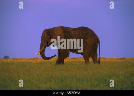 Elefante africano Loxodonta africana, Bumi area collinare, il lago Kariba, Mashonaland occidentale provincia, Zimbabwe Foto Stock