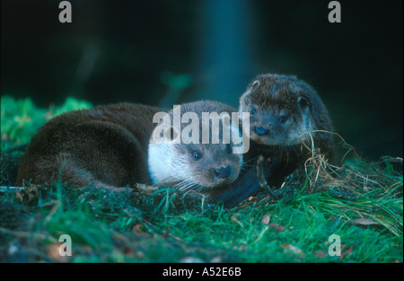 Lontra femmina con cub Norfolk Inghilterra Foto Stock