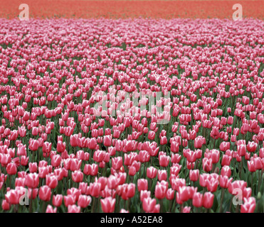 Campo di colore rosa e bianco tulipani con una riga arancione in background Foto Stock