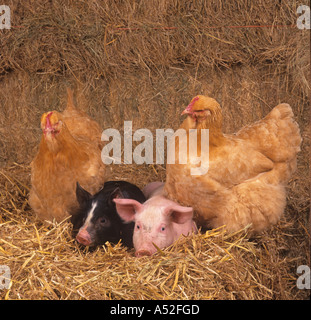 Maialini con polli in cortile Foto Stock