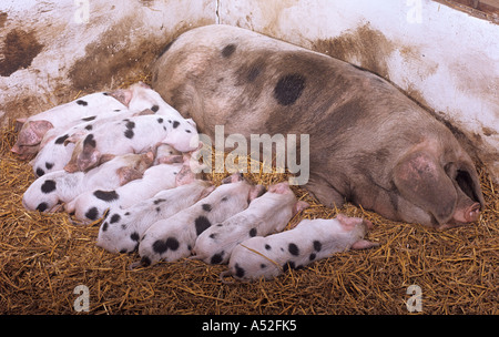 Una lettiera di Gloucester libero-macchia Piglets di razza rara Foto Stock