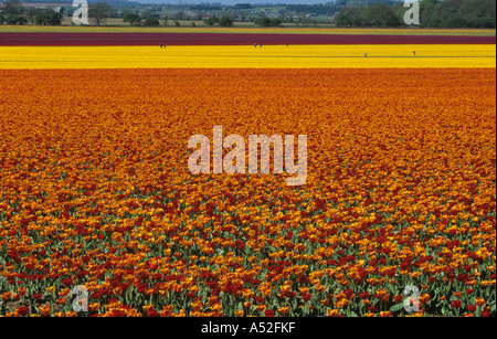 Tulip crescente per la produzione della lampadina in West NORFOLK REGNO UNITO Aprile Foto Stock