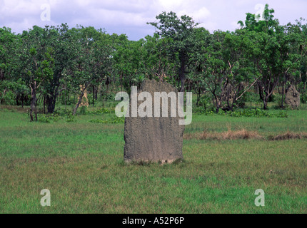 Termite magnetico tumuli, Lichfield, Australia II Foto Stock