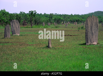 Termite magnetico tumuli, Lichfield, Australia Foto Stock