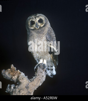 African Marsh Owl Otus capensis close up appollaiato sul vecchio ramo Foto Stock