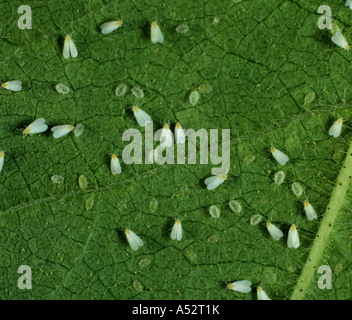 Il cotone whitefly Bemisia tabaci adulti e pupe su una foglia di cotone lato inferiore Foto Stock