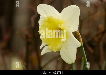 Giardino Daffodil con rugiada su petali Foto Stock