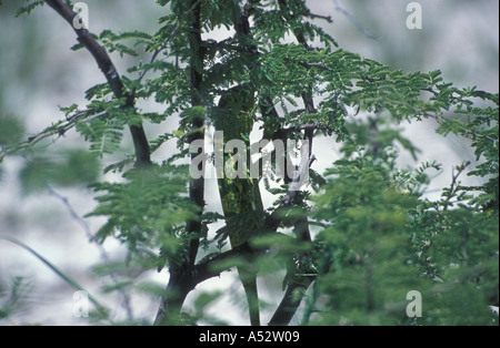 Mellers Camaleonte Chamaeleo melleri nascondere nella struttura ad albero stagione piovosa Etosha National Park Namibia Africa Foto Stock