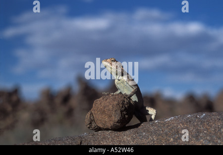 Lizard su rocce giganti parco giochi Keetmanshoop Namibia Africa Foto Stock