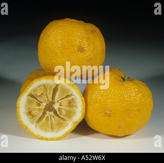 Tutta la frutta sezionato da agrumi portinnesto tree Citrus junos varietà Yuzu Foto Stock