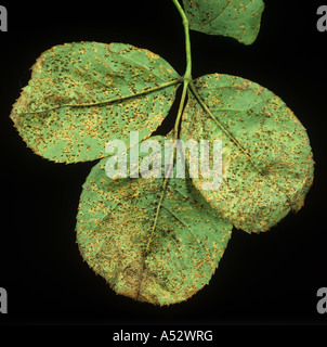 Rose ruggine Phragmidium tuberculatum pustole sul lato inferiore di una foglia di rose Foto Stock