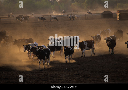 Holstein bovini in polverosi asciutti penna di bestiame nella luce della sera nei pressi di Tulare California USA Foto Stock