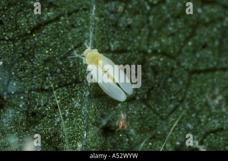 Il cotone whitefly Bemisia tabaci adulto su foglia di cotone Foto Stock