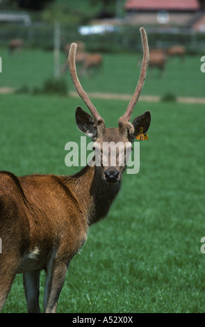 Un giovane cervo Cervus elaphus stag non appuntita con feltro coprì palchi guardando la telecamera Foto Stock
