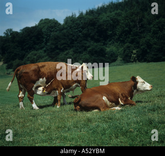 Hereford mucca con vitello lattante su pascolo in terreni agricoli piacevole nelle belle giornate estive Foto Stock