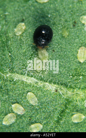 Coccinella predatori Delphastus pusillus alimentazione su whitefly Trialeurodes vaporariorum Foto Stock