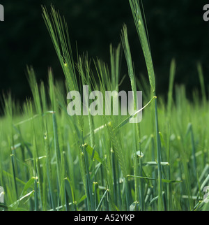 L'orzo di malteria nella neonata verde Orecchio acerbo Oxfordshire Foto Stock