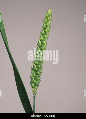 Unico orecchio di frumento e flagleaf contro uno sfondo luminoso Foto Stock