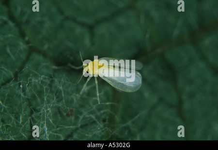 Teneral adulto whitefly cotone Bemisia tabaci appena schiuse su una foglia poinsettia Foto Stock