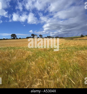 Campo di maturazione di orzo dorato di tornitura sui confini Scozzesi Northumberland Foto Stock