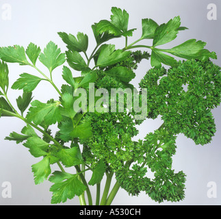 Colazione continentale o piatto italiano lasciava arricciato foglie di prezzemolo Petroselinum crispum Foto Stock