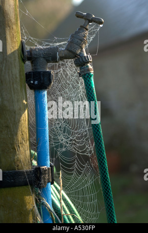 Coperti di rugiada orb spider web i veli su un rubinetto esterno e il tubo flessibile Foto Stock