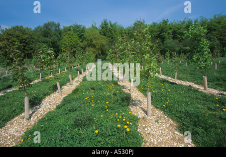 Giovane germoglio in Norvegia maple Acer platanoides alberi con protezione il controllo delle piante infestanti Foto Stock