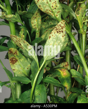 Antirrhinum ruggine Puccinia antirrhini sulla bocca di leone Antirrhinum spp lascia Foto Stock