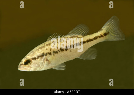 Smallmouth Micropterus dolomieu, capretti Foto Stock